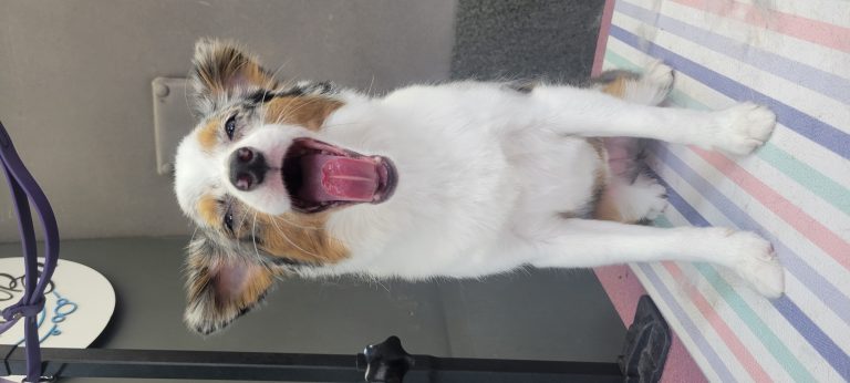 20230411 144506 768x346