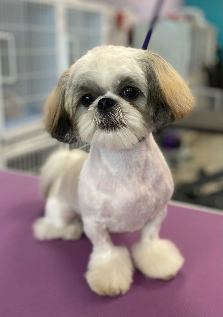 323437262 703295167967972 729884373957507135 n 768x1093